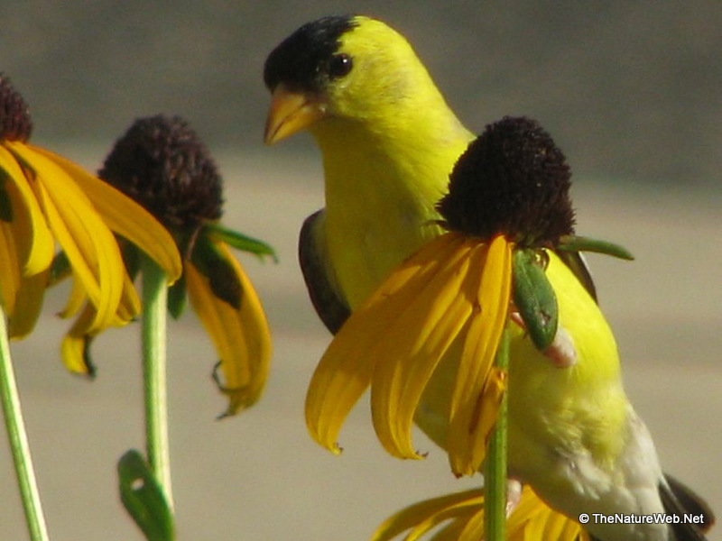 American Goldfinch